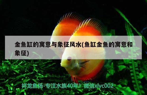 金魚和魚缸的故事：《漁夫和金魚》主要內(nèi)容 魚缸百科 第4張