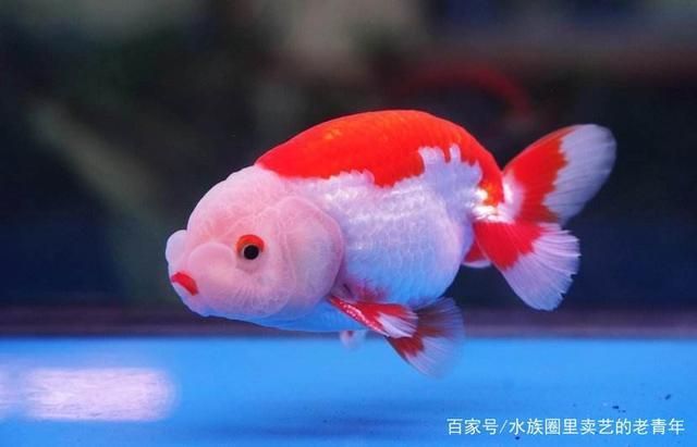 紅龍魚的種類有哪些名字：紅龍魚的價值分析 水族問答 第2張