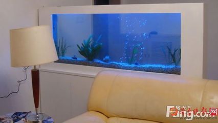 紅龍魚的最好品種多少錢一條：如何挑選紅龍魚？ 水族問答 第1張