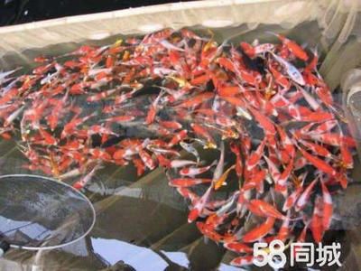 紅龍魚的最佳溫度是多少：關(guān)于紅龍魚的問題 水族問答 第1張