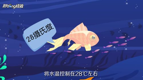 紅龍魚的作用和吃法：紅龍魚在水族箱中扮演著什么角色？ 水族問答