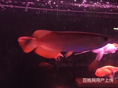 紅龍魚苗喂什么好養(yǎng) 紅龍魚百科 第1張