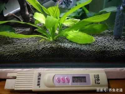 紅龍魚冬天是不是基本不吃東西：紅龍魚在冬天會減少進食嗎？ 水族問答 第1張