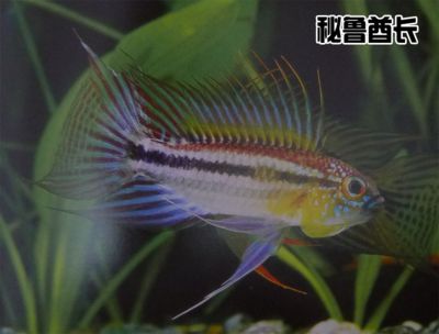 紅龍魚對水質(zhì)的各項指標(biāo)：關(guān)于紅龍魚對水質(zhì)的幾個疑問 水族問答 第2張