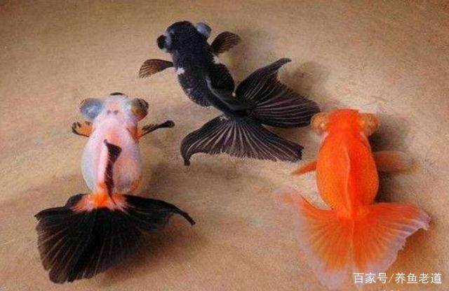 紅龍魚對魚缸的要求：紅龍魚的飼養(yǎng)要求 水族問答 第1張