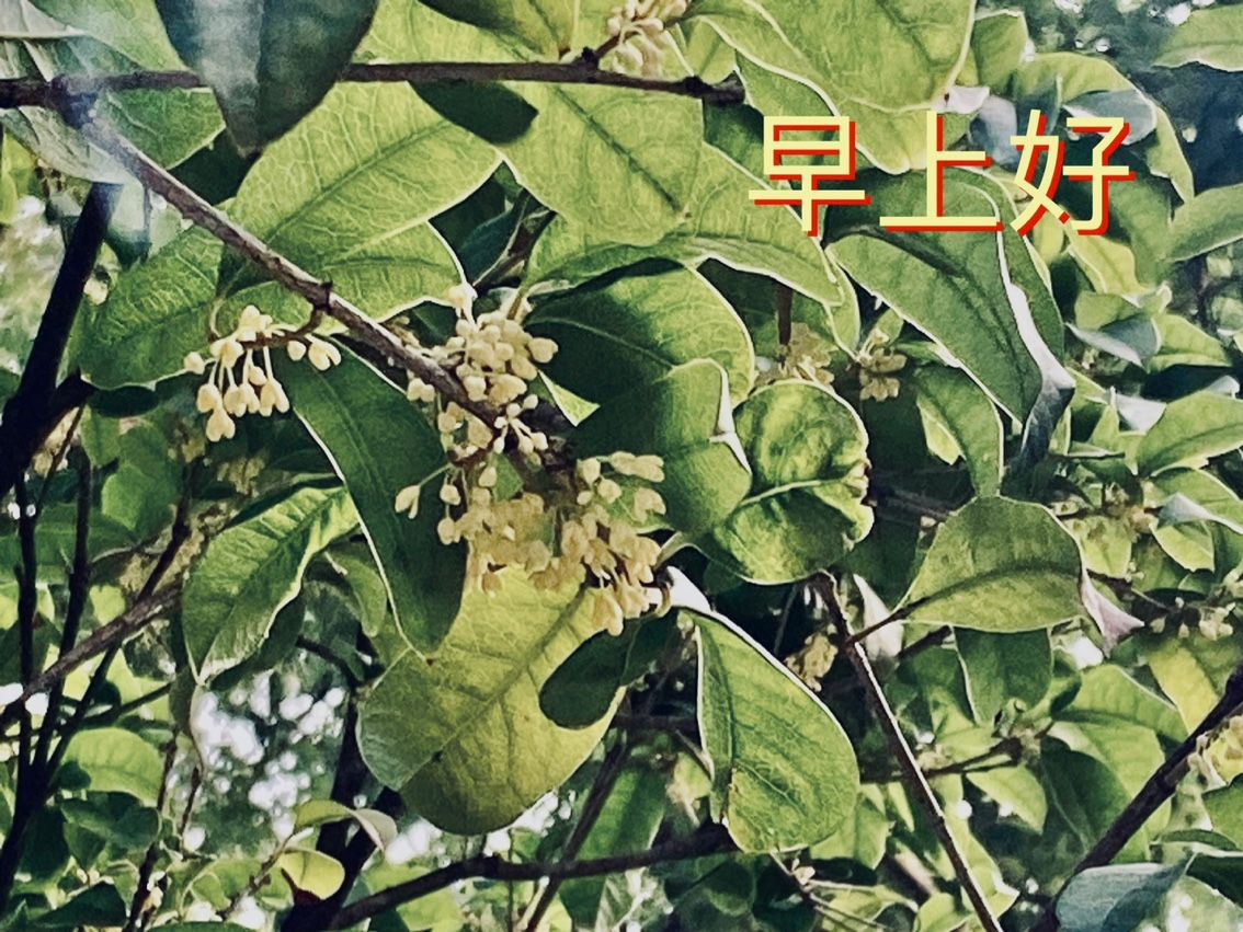 桂花香：桂花不僅是一種植物，更是中國傳統(tǒng)文化和美學(xué)的重要組成部分 觀賞魚論壇