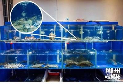 郴州水族館 全國觀賞魚市場 第2張