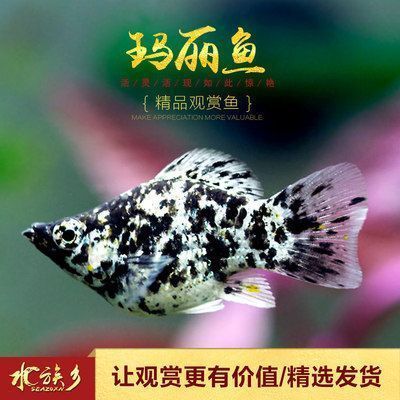 紅龍魚(yú)多大開(kāi)始用側(cè)燈：關(guān)于紅龍魚(yú)側(cè)燈的問(wèn)題 水族問(wèn)答 第1張