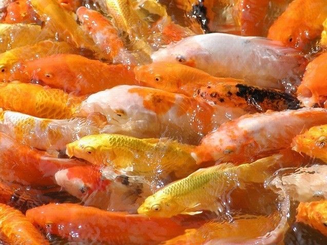 紅龍魚多大算成魚：紅龍魚在魚缸中成長到多大可以算是成魚成長到多大 水族問答