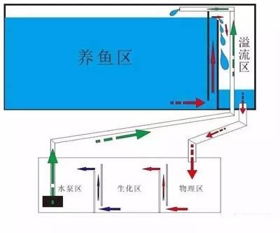 紅龍魚(yú)多久成年換一次水：關(guān)于紅龍魚(yú)換水的問(wèn)題 水族問(wèn)答 第2張