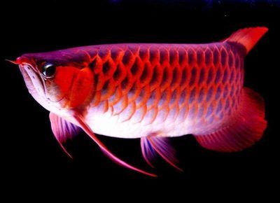 紅龍魚養(yǎng)殖成本分析：紅龍魚養(yǎng)殖的主要成本、飼料成本、飼料成本、養(yǎng)殖風(fēng)險(xiǎn) 紅龍魚百科 第2張