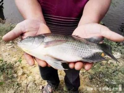 紅龍魚(yú)多少度合適繁殖后代：紅龍魚(yú)在多少度的水溫下最適合繁殖？ 水族問(wèn)答 第1張