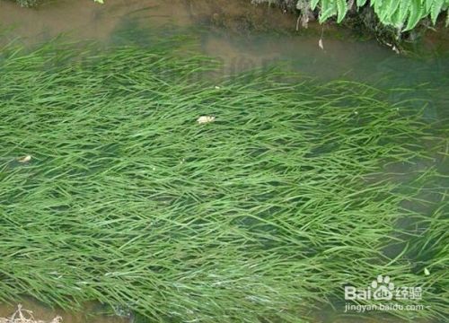 紅龍魚多長時間發(fā)色一次：關(guān)于紅龍魚發(fā)色的疑問 水族問答 第1張