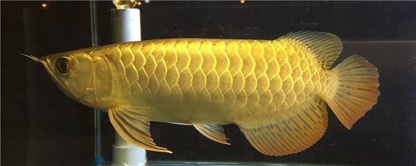 過(guò)背金龍魚(yú)背上都黑的怎么回事：如何改善過(guò)背金龍魚(yú)水質(zhì)，過(guò)背金龍魚(yú)營(yíng)養(yǎng)均衡飼料選擇 金龍魚(yú)百科 第3張