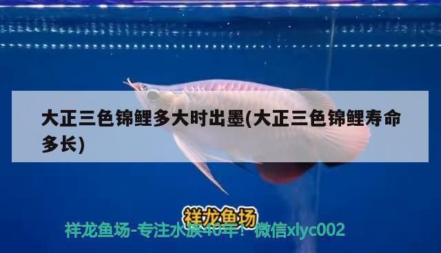 紅龍魚餌料 水族問答 第2張