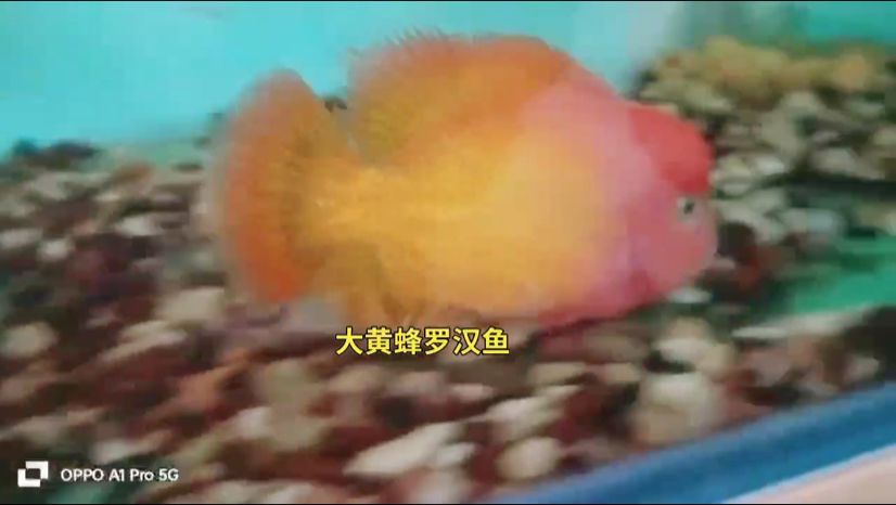 大黃蜂羅漢魚：古典羅漢魚（大黃蜂） 觀賞魚論壇