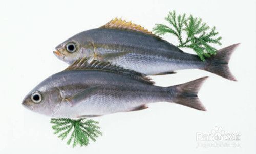 紅龍魚貴不貴：關(guān)于紅龍魚的價格問題 水族問答 第2張