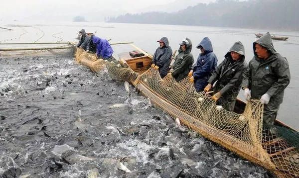 紅龍魚(yú)和金龍魚(yú)的價(jià)錢(qián)差多少：紅龍魚(yú)和金龍魚(yú)價(jià)格差異 水族問(wèn)答 第2張