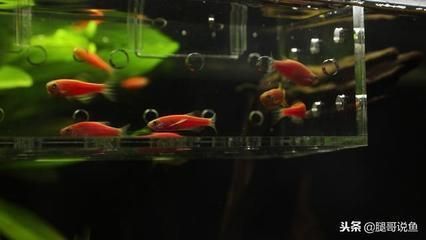 紅龍魚(yú)黃色咋回事：為什么紅龍魚(yú)會(huì)有不同顏色的變化？ 水族問(wèn)答 第1張