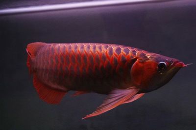 紅龍魚飼養(yǎng)環(huán)境的最佳參數(shù)：紅龍魚的飼養(yǎng)環(huán)境的最佳參數(shù) 龍魚百科