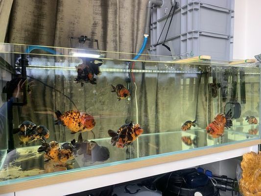 紅龍魚幾年成熟：關于紅龍魚成熟期的10個問題 水族問答