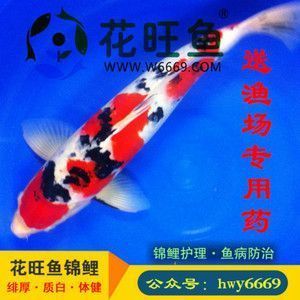 紅龍魚幾年能紅：如何飼養(yǎng)紅龍魚？ 水族問答 第1張