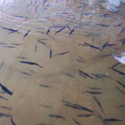 紅龍魚幾天喂一次飼料：如何確保紅龍魚的喂食頻率？ 水族問答 第2張