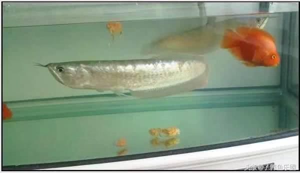 紅龍魚簡介：紅龍魚的飼養(yǎng)方式 水族問答 第2張