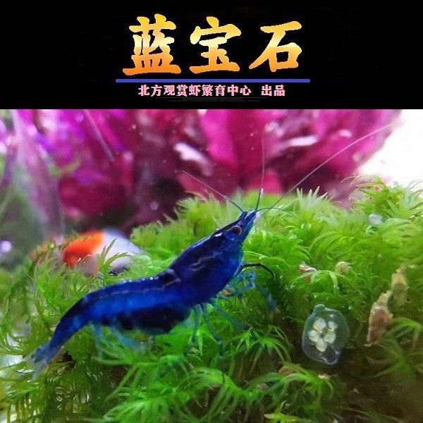 藍鉆魚缸 魚缸百科 第5張