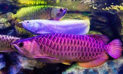 龍魚的成長過程圖：龍魚幼魚期如何喂養(yǎng)龍魚成長過程圖解龍魚成長過程圖解 龍魚百科 第1張