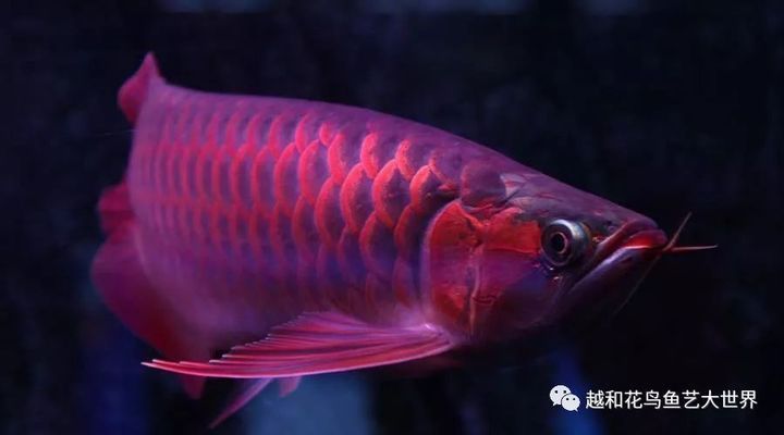 赤血紅龍魚好還是辣椒紅龍好養(yǎng)活：赤血紅龍魚與辣椒紅龍的區(qū)別 紅龍魚百科 第2張