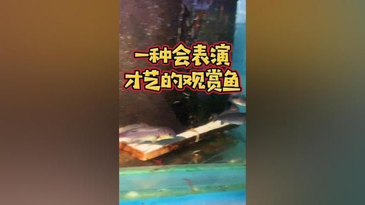 海豚魚缸圖片高清：海豚魚缸圖片高清詳情 魚缸百科 第2張