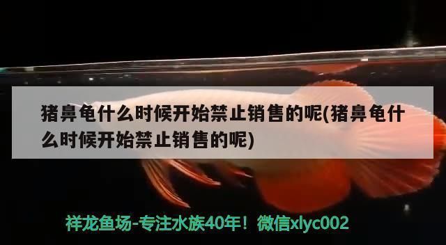 豬鼻龜為什么禁止銷售：豬鼻龜為什么禁止銷售， 豬鼻龜百科 第7張