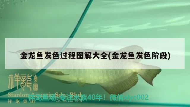 過背金龍魚多久發(fā)色正常圖片：過背金龍魚發(fā)色過程對比圖過背金龍魚發(fā)色過程對比圖 金龍魚百科 第5張