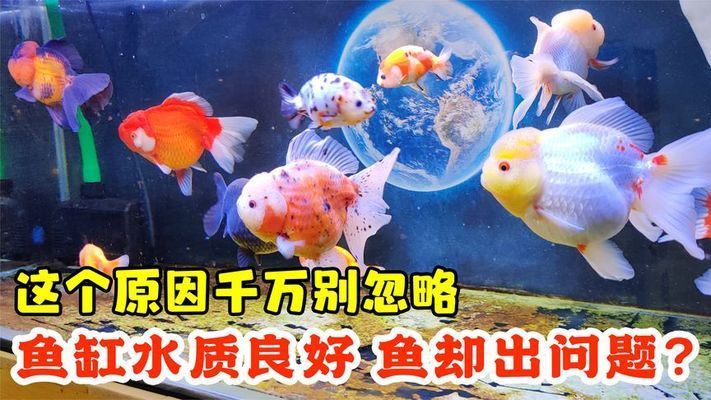 魚缸里有紅秀是啥原因：魚缸里有紅秀是啥原因查詢魚缸里有紅秀是啥原因 魚缸百科 第4張