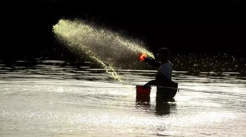 紅龍魚可以養(yǎng)幾年：紅龍魚可以活多久？ 水族問答 第2張