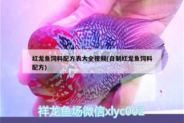 紅龍魚增色飼料配方表：紅龍魚增色飼料的配方