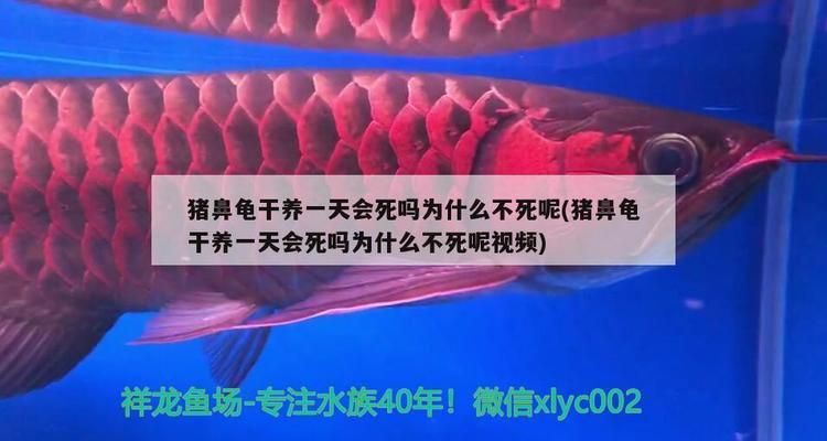 豬鼻龜多長時間喂一次：豬鼻龜喂多少合適 豬鼻龜百科 第6張