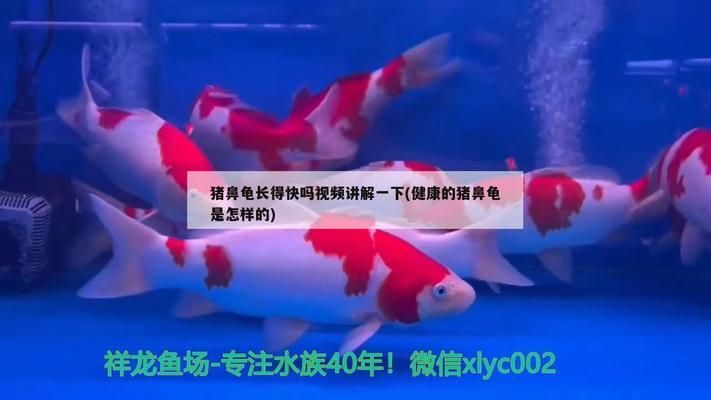 豬鼻龜為什么不愛動：豬鼻龜不愛動怎么辦 豬鼻龜百科 第7張