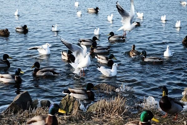 銀龍魚苗飼料搭配建議：銀龍魚苗的飼料搭配應包括高蛋白飼料、動物性飼料、合成飼料搭配 龍魚百科 第5張