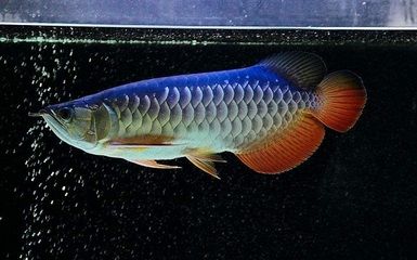 怎樣調(diào)理龍魚狀態(tài)：如何調(diào)理龍魚的健康狀況 龍魚百科 第1張