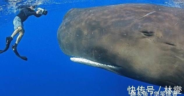 吐魯番觀賞魚批發(fā)市場：吐魯番水族批發(fā)市場在哪里 全國觀賞魚市場 第7張