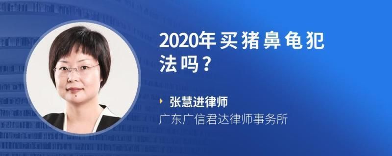 售賣豬鼻龜犯法嗎：售賣人工繁殖的豬鼻龜犯法嗎 豬鼻龜百科 第1張