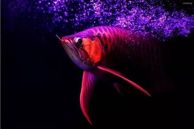 龍魚生病了怎么治療：紫外線燈魚生病治療方法包括隔離病魚、蒙眼病的治療方法 龍魚百科 第4張