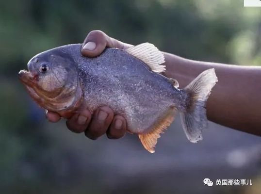 龍魚咬人怎么回事圖片：如何正確飼養(yǎng)龍魚 龍魚百科 第4張