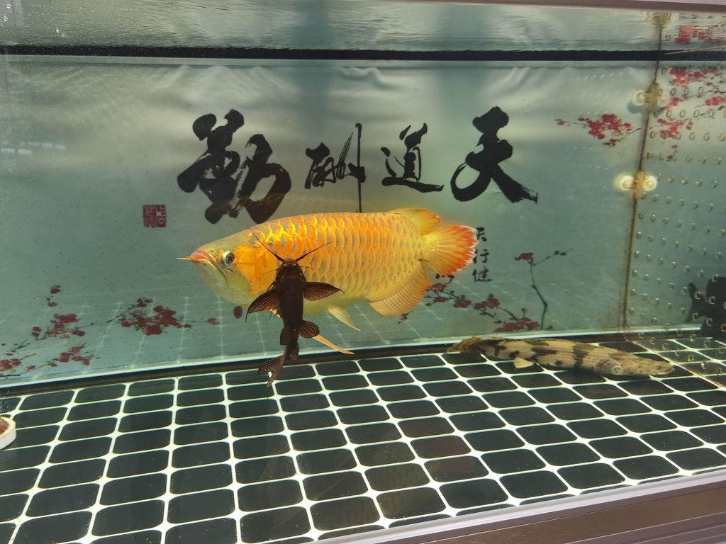 龍魚一會(huì)趴缸一會(huì)游來游去怎么回事兒：龍魚一會(huì)趴缸一會(huì)游來游去 龍魚百科