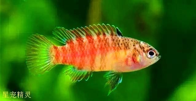 紅龍魚不紅吃什么飼料能紅：紅龍魚增色飼料的選擇 紅龍魚百科 第2張