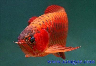 紅龍魚不紅吃什么飼料能紅：紅龍魚增色飼料的選擇 紅龍魚百科 第3張