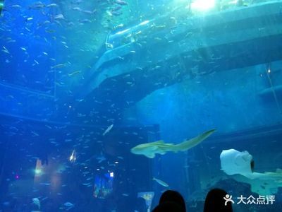 包頭水族館：內(nèi)蒙古包頭水族館包頭水族館簡介#包頭水族館簡介 全國觀賞魚市場 第2張