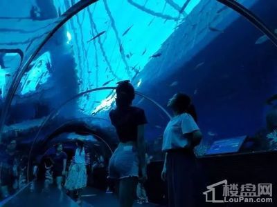 包頭水族館：內(nèi)蒙古包頭水族館包頭水族館簡介#包頭水族館簡介 全國觀賞魚市場 第3張